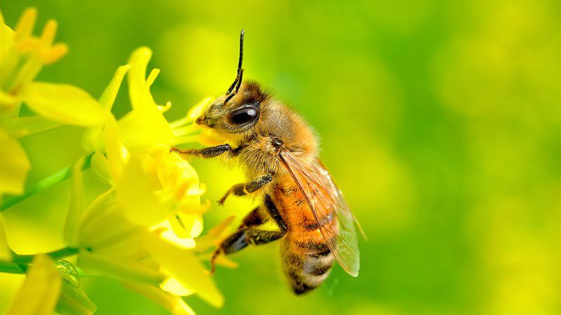 Mơ thấy ong ở trong một vườn hoa